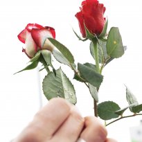 03.02.2018 | Leben ohne Hass